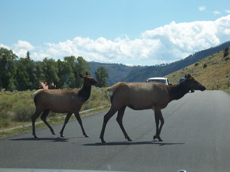 Always a lot of elk at Mammoth Hot Springs