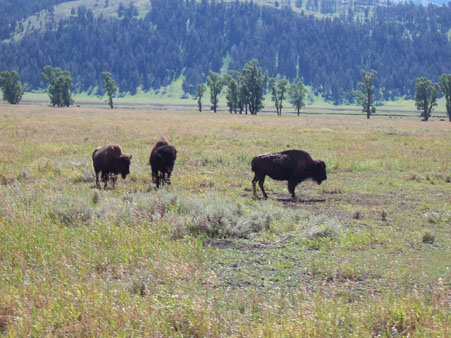 Bison on the way to the cabin