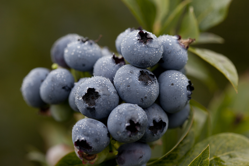 Blueberries